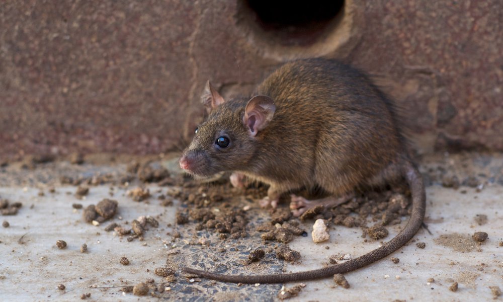 Illustrasjonsfoto: En rotte utenfor et hull i en vegg.